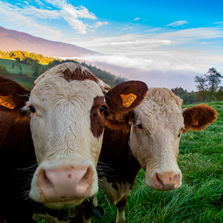 Carnes ViBa: el manejo del ganado y la calidad de su carne